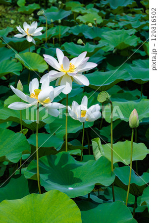 早朝の池に咲く美しい白い王子ハスの花 早朝の池に咲く美しい白い王子ハスの花 129816502