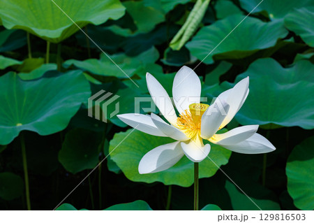 早朝の池に咲く美しい白い王子ハスの花 129816503