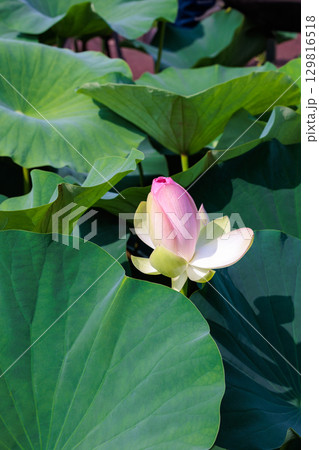 早朝の池に咲く美しいピンク色の小舞妃蓮の花のつぼみ 129816518