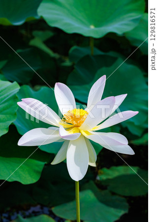 早朝の池に咲く美しいピンク色の小舞妃蓮の花 早朝の池に咲く美しいピンク色の小舞妃蓮の花 129816571