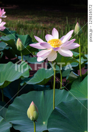 早朝の池に咲く美しいピンク色の小舞妃蓮の花 早朝の池に咲く美しいピンク色の小舞妃蓮の花 129816572