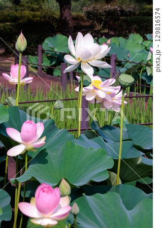 早朝の池に咲く美しいピンク色の小舞妃蓮の花 早朝の池に咲く美しいピンク色の小舞妃蓮の花 129816574