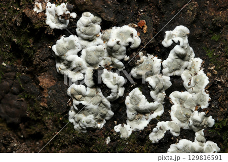 成長すると黒変するグレーモノトーンのオオミコブタケキノココロニー（菌＆キノコ類マクロ撮影） 129816591