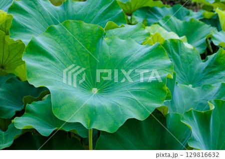 早朝の池の美しいハスの葉 129816632