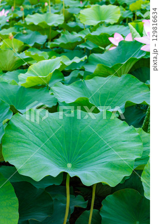 早朝の池の美しいハスの葉 早朝の池の美しいハスの葉 129816634