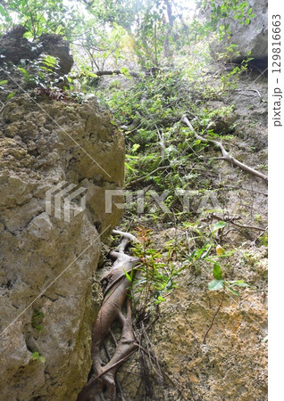 斎場御嶽(せーふぁうたき)(沖縄県南城市) 斎場御嶽(せーふぁうたき)(沖縄県南城市) 129816663