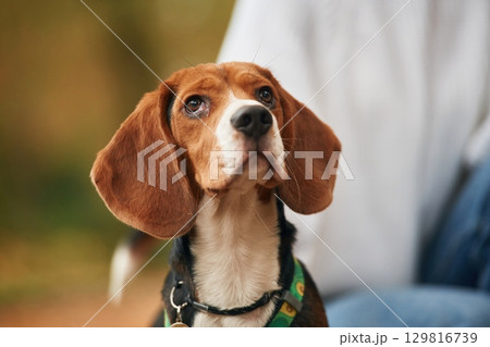 Cute cocker spaniel dog portrait, on the walk. Silhouette of person behind, blurred Cute cocker spaniel dog portrait, on the walk. Silhouette of person behind, blurred 129816739