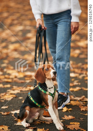Close up view of cocker spaniel dog on a leash, woman in the park Close up view of cocker spaniel dog on a leash, woman in the park 129816740