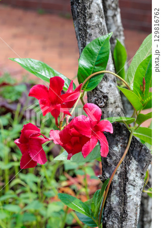夏のガーデンで赤く可憐に咲くマンデビラの花 夏のガーデンで赤く可憐に咲くマンデビラの花 129816762