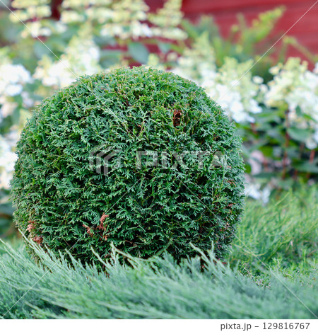 A perfectly trimmed spherical evergreen shrub sits in a garden bed with lush green foliage and white flowers in the blurred background A perfectly trimmed spherical evergreen shrub sits in a garden bed with lush green foliage and white flowers in the blurred background 129816767
