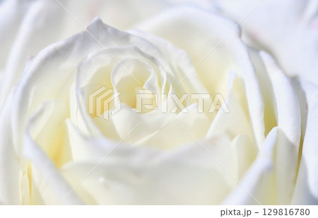 Abstract floral background, white rose flower petals, soft focus. Macro flowers backdrop for holiday brand design Abstract floral background, white rose flower petals, soft focus. Macro flowers backdrop for holiday brand design 129816780