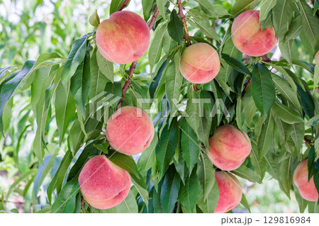 果樹園でたくさん実ったおいし桃 129816984