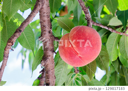 果樹園で実ったおいしい桃の光景 129817183