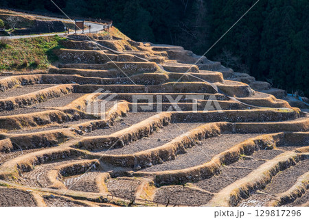 冬の丸山千枚田《三重県 熊野市》 129817296