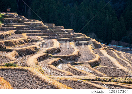 冬の丸山千枚田《三重県 熊野市》 129817304