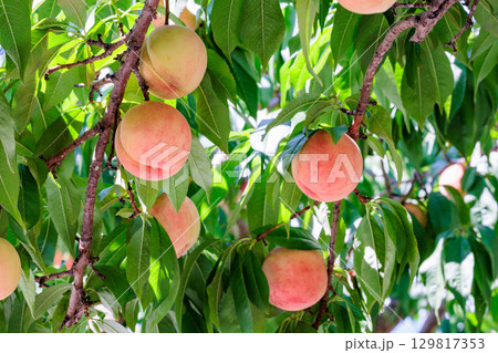 夏の果樹園の新鮮で甘い白桃 129817353