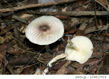 キツネノカラカサキノコのカサ・裏面ヒダと柄形状(アウトドアフィールド菌&キノコ類マクロ撮影) キツネノカラカサキノコのカサ・裏面ヒダと柄形状(アウトドアフィールド菌&キノコ類マクロ撮影) 129817414