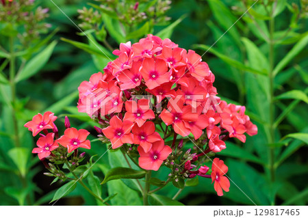 夏のガーデンで咲き誇る赤いフロックスの花 夏のガーデンで咲き誇る赤いフロックスの花 129817465
