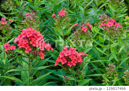 夏のガーデンで咲き誇る白いフロックスの花 夏のガーデンで咲き誇る白いフロックスの花 129817466
