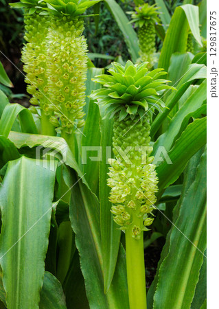 夏のガーデンで美しく咲くパイナップルリリー 夏のガーデンで美しく咲くパイナップルリリー 129817675