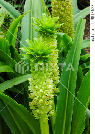 夏のガーデンで美しく咲くパイナップルリリー 129817677
