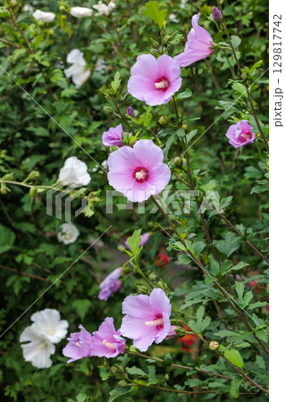 夏のガーデンで清楚に咲くムクゲの花 夏のガーデンで清楚に咲くムクゲの花 129817742