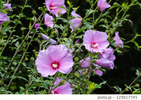夏のガーデンで清楚に咲くムクゲの花 129817745