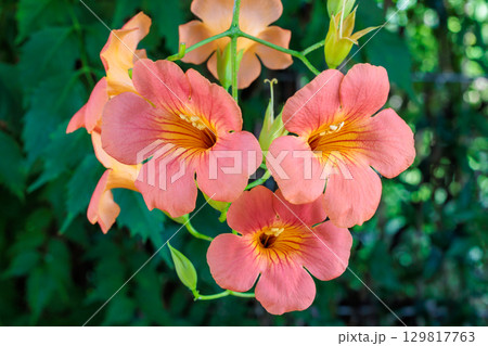 夏のガーデンの美しいノウゼンカズラの花  129817763