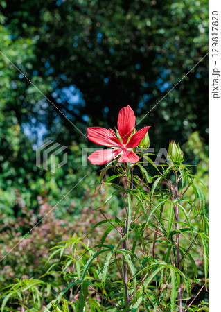 ガーデンで美しく咲く深紅のモミジアオイの花 129817820