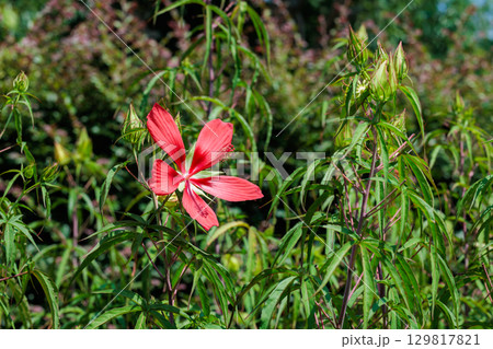 ガーデンで美しく咲く深紅のモミジアオイの花 129817821