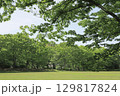 芝生と新緑の公園 129817824