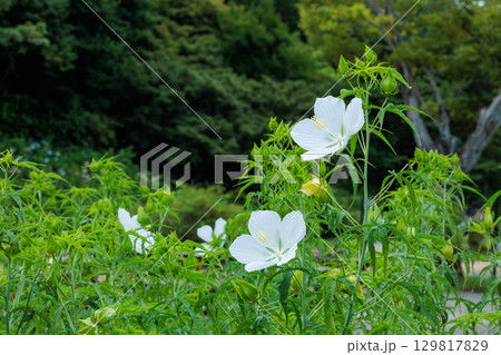 ガーデンの白く清楚なモミジアオイの花 129817829