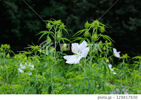 ガーデンの白く清楚なモミジアオイの花 129817830
