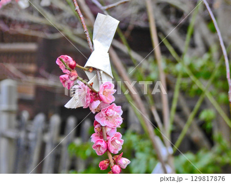 神社の境内にあるピンクの梅の木に結ばれた御神籤 神社の境内にあるピンクの梅の木に結ばれた御神籤 129817876