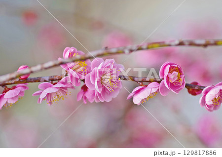早春に咲いた美しいピンクの梅の花 129817886
