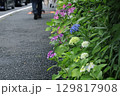 鎌倉の路地に咲くアジサイ 129817908
