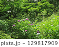 鎌倉の森に咲くアジサイ 129817909