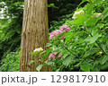 鎌倉の杉とアジサイ 129817910