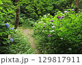 鎌倉の森とアジサイ 129817911