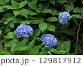 鎌倉のアジサイ 129817912