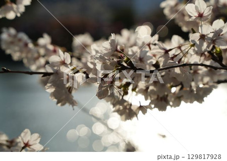 春の光に包まれた桜 129817928