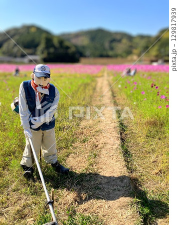 「愛媛県宇和島市」コスモス畑の手作り案山子 129817939