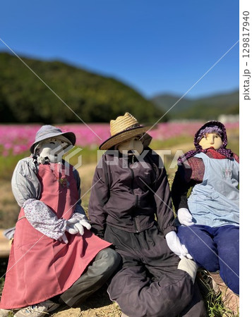 「愛媛県宇和島市」コスモス畑の手作り案山子 「愛媛県宇和島市」コスモス畑の手作り案山子 129817940