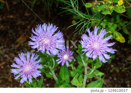 初夏のガーデンで美しく咲くストケシア ラエヴィスの花 129818037