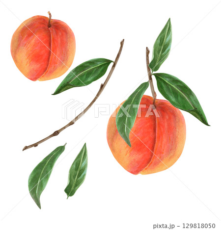 Hand-drawn peach tree fruits with leaves and branch watercolor isolated illustration in realistic style. Ripe summer nectarines with juicy pulp botanical drawings. Natural food clipart Hand-drawn peach tree fruits with leaves and branch watercolor isolated illustration in realistic style. Ripe summer nectarines with juicy pulp botanical drawings. Natural food clipart 129818050