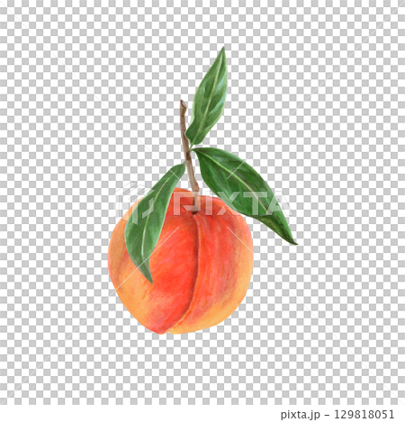 Peach with leaves realistic watercolor illustration. Ripe whole sweet fruit, summer harvest, organic vegetarian food, natural food, ingredient, package design element, hand-drawn on white background 129818051