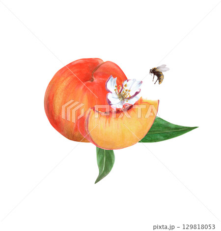 Peaches with whole fruit, slice, flowers, leaves and small bee watercolor isolated illustration in realistic style. Ripe orange summer plants with juicy pulp. Natural food drawing for summer markets 129818053
