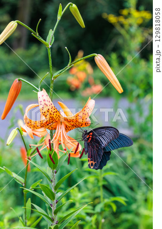 ガーデンのオニユリの蜜を吸う美しいナガサキアゲハ ガーデンのオニユリの蜜を吸う美しいナガサキアゲハ 129818058