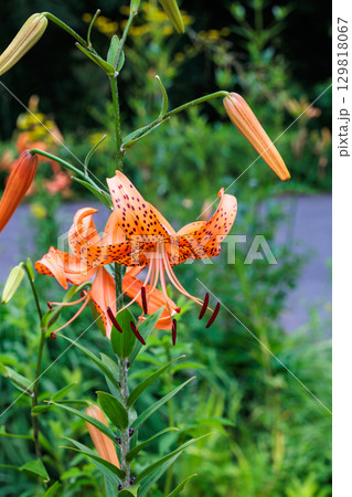 夏のガーデンで美しく咲くオニユリの花 129818067