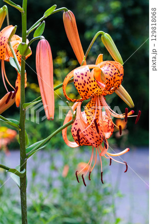 夏のガーデンで美しく咲くオニユリの花 夏のガーデンで美しく咲くオニユリの花 129818068